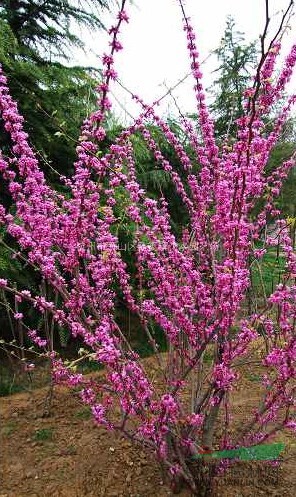 花石榴、紫荊、夾竹桃