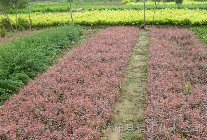 紅葉小檗