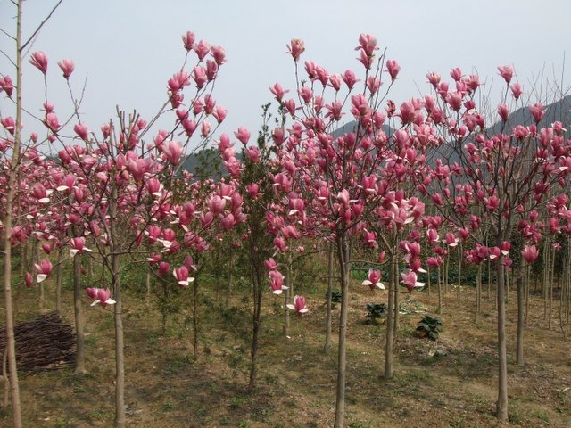 紅玉蘭