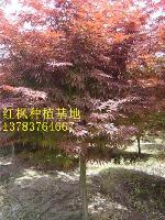 紅楓價格，紅葉石楠價格，日本櫻花價格，紅葉李價格，紅瑞木價格