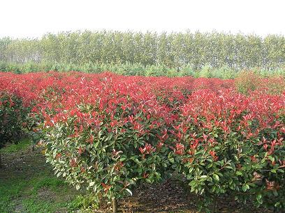 海桐價格，紅瑞木價格，紅葉石楠價格，十大功勞價格，火棘價格表