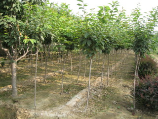 櫻花