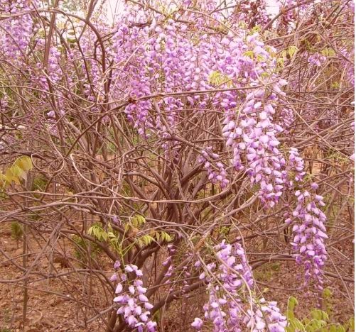 爬山虎價格，爬墻虎價格，五葉地錦價格，紫藤價格，美國地錦價格