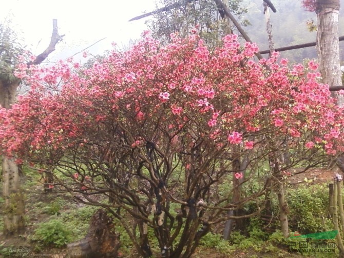 嫁接紅楓