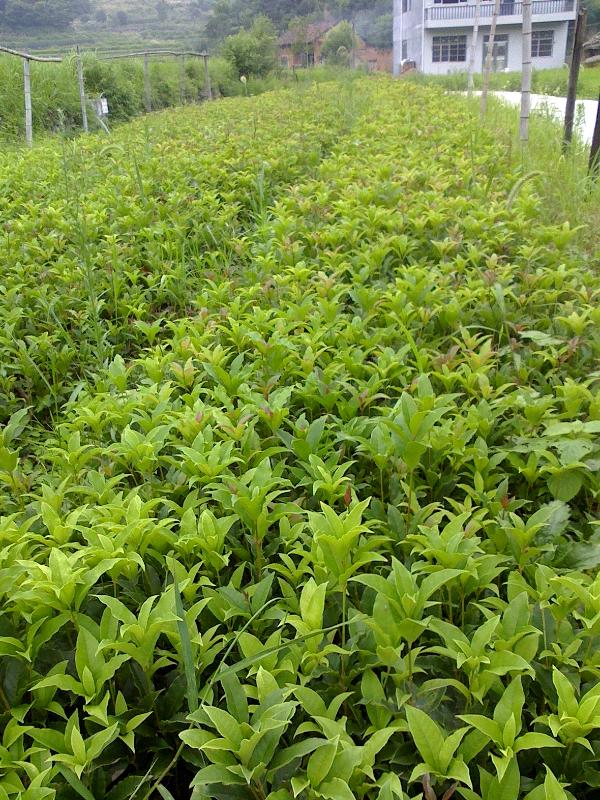 桂花小苗.桂花紅葉石楠遷插苗.大規(guī)格桂花