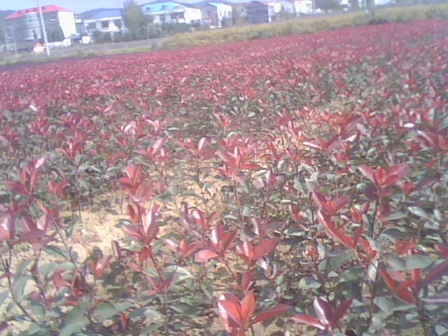 红叶石楠