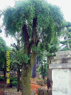 湖南龍爪槐 香樟