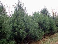 常綠喬木、桉樹、八角楓、白檀、八角茴香、白皮松價格表