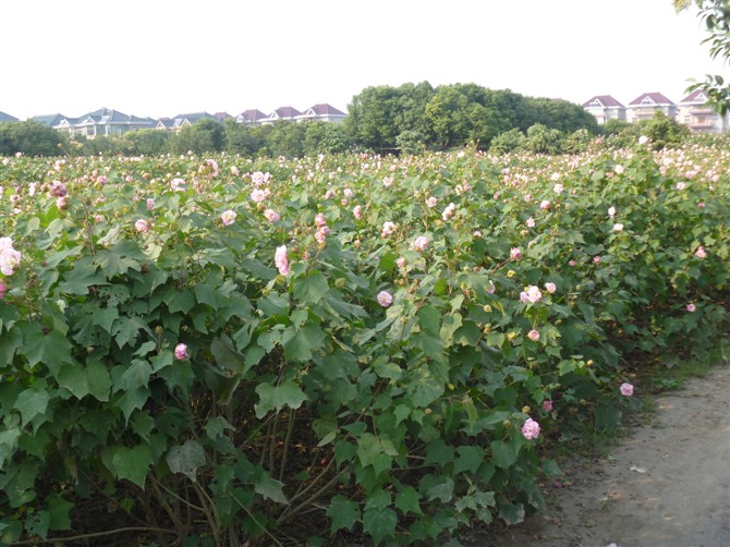 木芙蓉