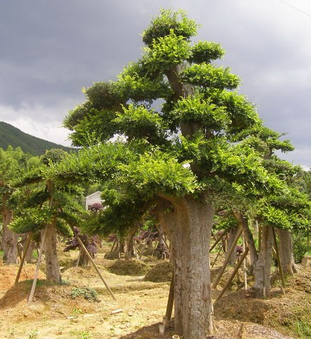 桫欏樹、三尖杉、天竺桂、鐵樹、桃花心木、五針?biāo)蓛r格表