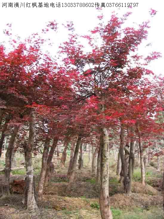 桫欏樹、三尖杉、天竺桂、鐵樹、桃花心木、五針?biāo)蓛r格表