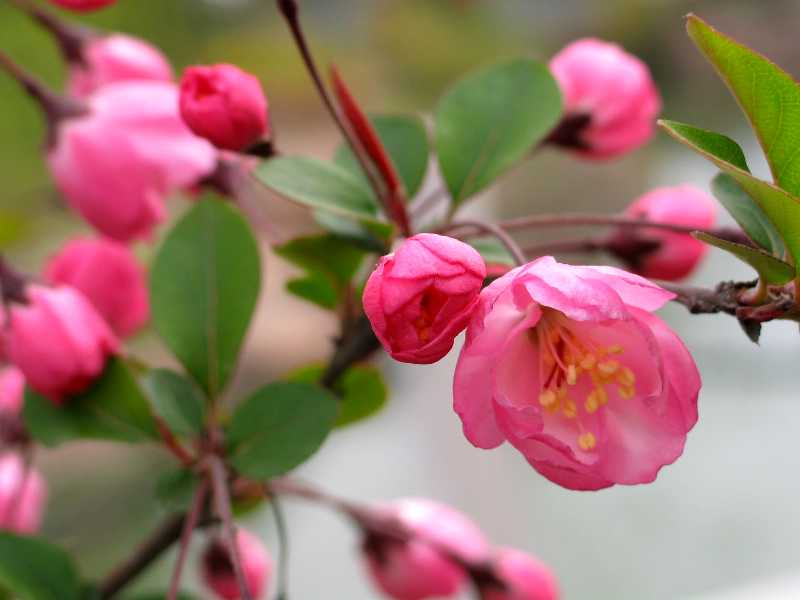 紅葉椿、黑膠樹、紅玉蘭、花楸、海棠、黃玉蘭價格表