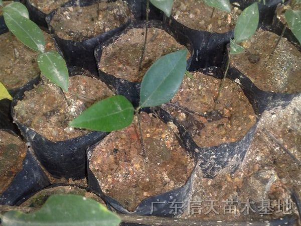 天竺桂種苗