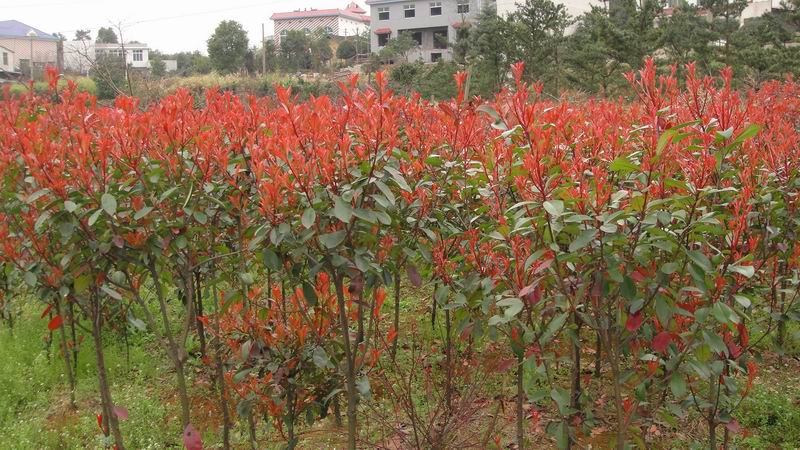 高桿紅葉石楠 移栽廣玉蘭、移栽楊梅、移栽紫薇