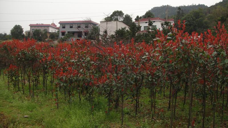 高桿紅葉石楠 移栽廣玉蘭、移栽楊梅、移栽紫薇