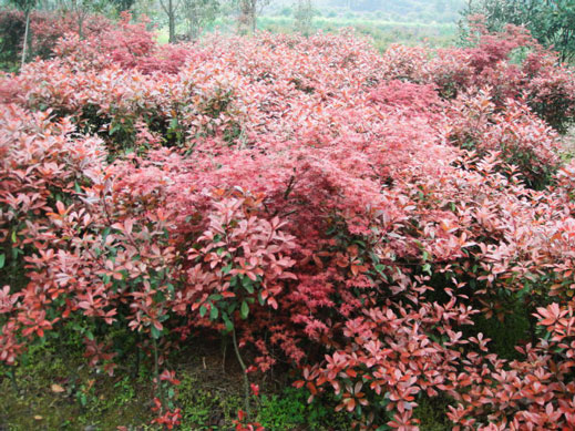 浙江紅葉石楠小苗  茶梅、茶花、龜甲冬青