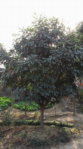 石楠