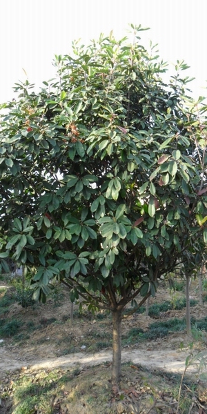 石楠