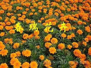 孔雀草，草花孔雀草，綠化孔雀草，孔雀草批發(fā)，孔雀草供應(yīng)