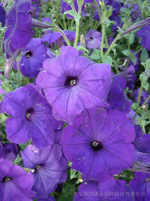 大量供應野菊花、一枝黃花、羽扇豆、鳶尾等宿根花種