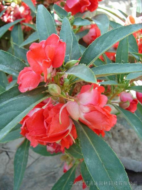 大量供應(yīng)香雪球、小冠花、小麗花、萱草等宿根花種