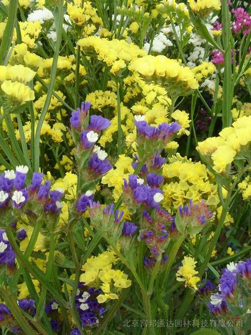 大量供應羽扇豆、鳶尾、月見草、紫點幌菊等宿根花種