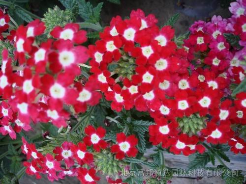 大量供應羽扇豆、鳶尾、月見草、紫點幌菊等宿根花種