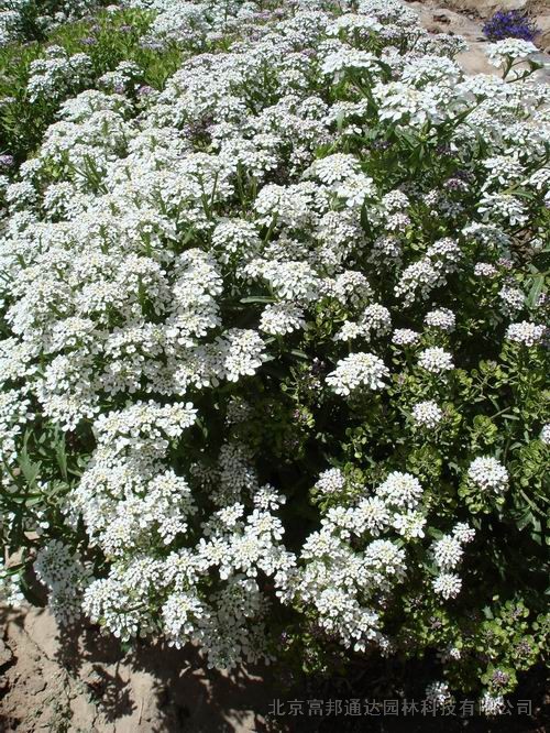 大量供應(yīng)錦葵、荊芥、菊苣、瞿麥等宿根花種