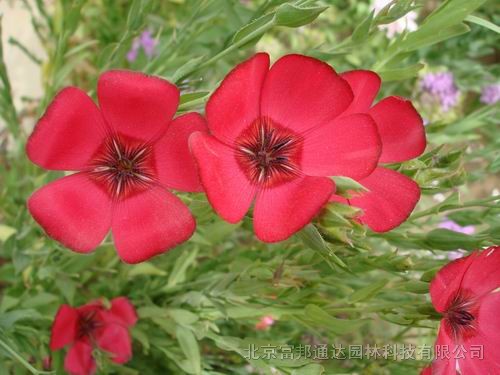 大量供應(yīng)紅蓼、黃花鐵線蓮、火炬花、錦葵等宿根花種