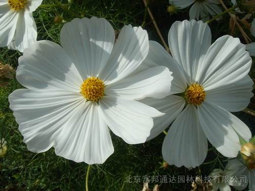 大量供應(yīng)飛蓬、飛燕草、紅蓖麻、紅蓼等宿根花種