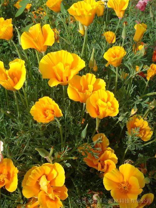 大量供應萼距花、飛蓬、飛燕草、紅蓖麻等宿根花種