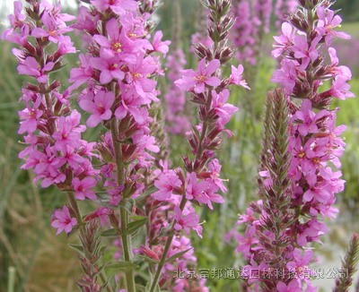 大量供應釣鐘柳、堆心菊、蛾蝶花、高山紫菀等宿根花種