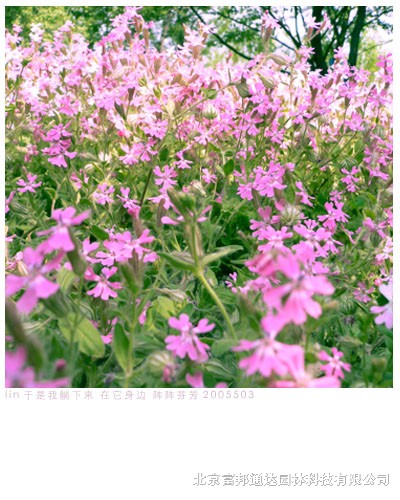 大量供應(yīng)大花剪秋羅、大花夏枯草、釣鐘柳、堆心菊等宿根花種