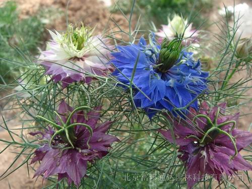 大量供應(yīng)叢生風(fēng)鈴草、大花剪秋羅、大花夏枯草、釣鐘柳等宿根花種