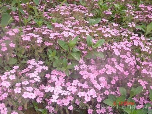 大量供應(yīng)濱菊、除蟲菊、冰島虞美人、春黃菊等宿根花種