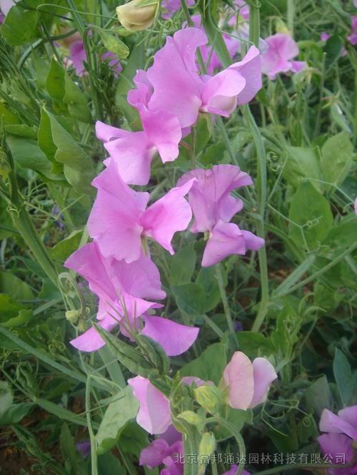 大量供應(yīng)金雞菊、桔梗、蘭花亞麻、藍(lán)香芥等宿根花種