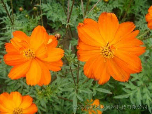 大量供應(yīng)金雞菊、桔梗、蘭花亞麻、藍(lán)香芥等宿根花種