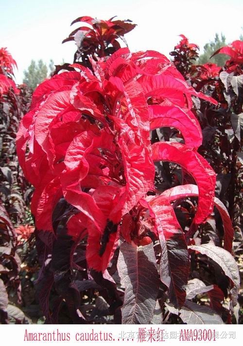 大量供應(yīng)香雪球、向日葵、勛章菊、雁來(lái)紅等野花組合種子