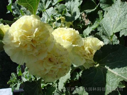 大量供應(yīng)香豌豆、香雪球、向日葵、勛章菊等野花組合種子