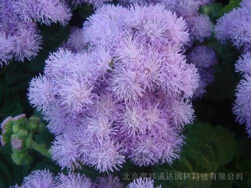 大量供應(yīng)喜林草、夏枯草混色、香矢車(chē)菊、香豌豆等野花組合種子