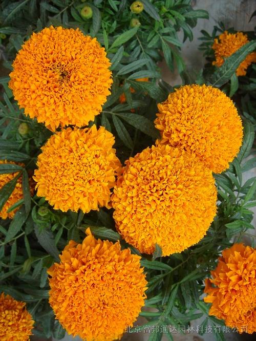 大量供應(yīng)五色菊、喜林草、夏枯草混色、香矢車(chē)菊等野花組合種子