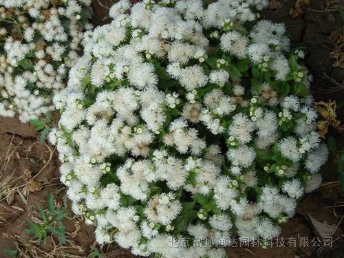 大量供應(yīng)五色菊、喜林草、夏枯草混色、香矢車(chē)菊等野花組合種子