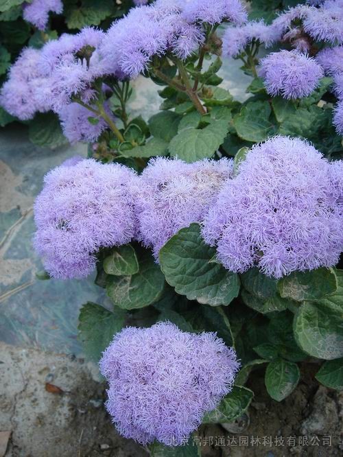 大量供應(yīng)二月蘭、飛燕草、風(fēng)鈴草、蜂室花等野花組合種子