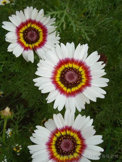 大量供應(yīng)波斯菊、補(bǔ)血草、草地鼠尾草雛菊、翠菊高桿等野花組合種