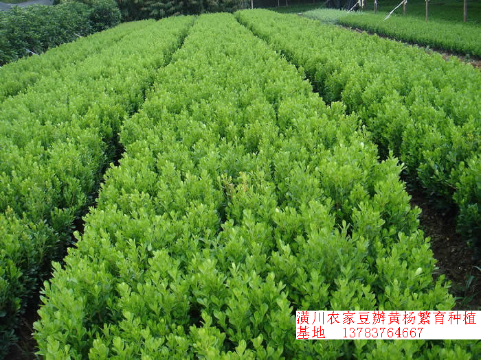 大葉黃楊價(jià)格表，金邊黃楊價(jià)格，豆瓣黃楊價(jià)格，北海道黃楊價(jià)格表