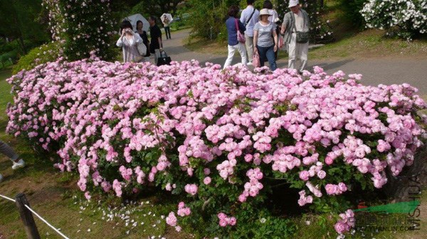 農戶價出售紅帽月季 豐花月季 薔薇 藤本月季 