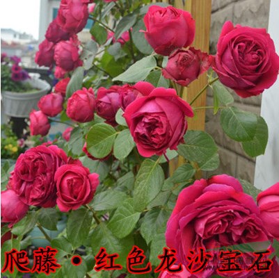 色块苗红叶小檗、金叶女贞、洒金柏、黄杨、红叶石楠、各种月季花
