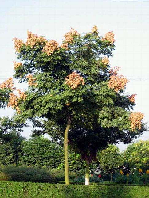 彩星花、車前草、垂盆草、翠云草、彩葉草、長春花價格表