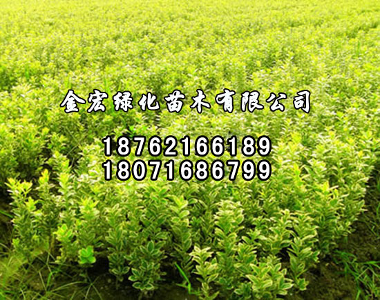 金邊黃楊
