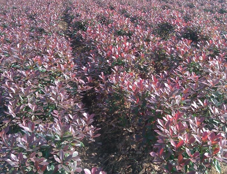 假龍頭、莢果蕨、聚合草、假萬壽竹、荊芥、金邊鳳尾蘭價格表